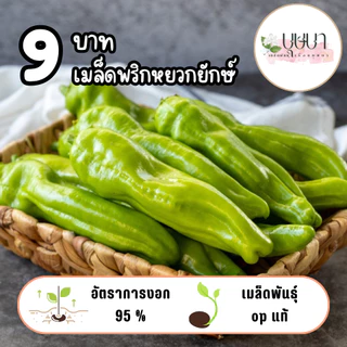 เมล็ดพันธุ์พริกหยวกยักษ์ 9บาท 200เมล็ด