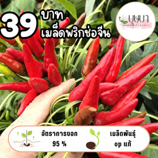 เมล็ดพริกช่อจีน 39บาท 200เมล็ด