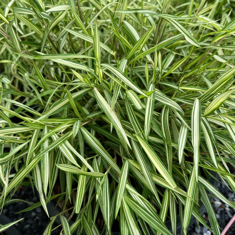 ต้นไผ่แมว หญ้าไผ่เงิน หญ้าแมว ซื้อเยอะราคาถูก Thyrsostachys siamensis Gamble