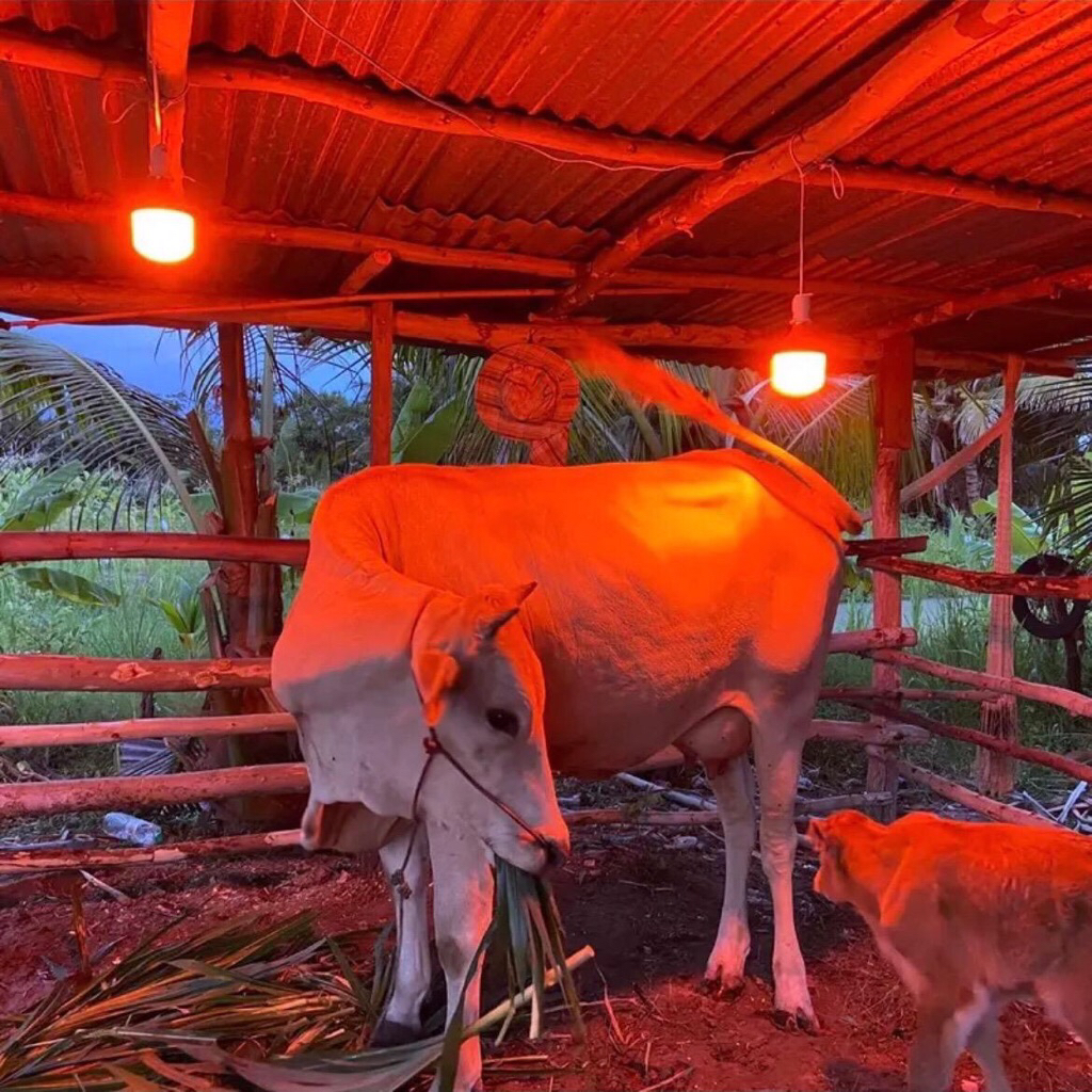 โปร1แถม1(ได้2หลอด)หลอดไฟ85W(หลอดรุ่นใหญ่จัมโบ้)มาพร้อมแถมขั้วสาย E27 2เส้น พร้อมใช้งานแสงสีแดงเข้มไล่ยุงและแมลงได้ผล100% - รูปที่ 3