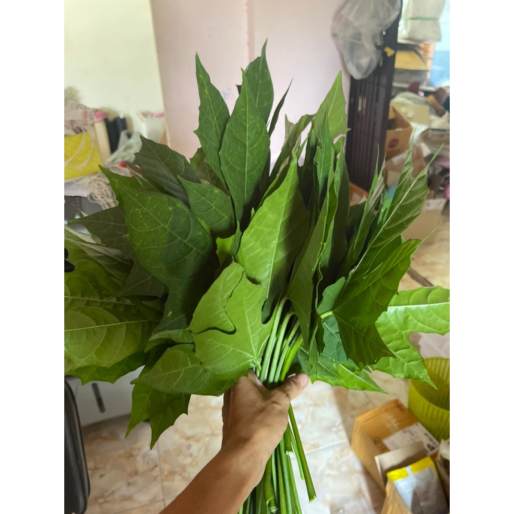 🌱ผงผักไชยา🌱คะน้าเม็กซิโก ผักไชยาบดผง ออแกนิกแท้ไม่ผสมขนาด 100กรัม - รูปที่ 3