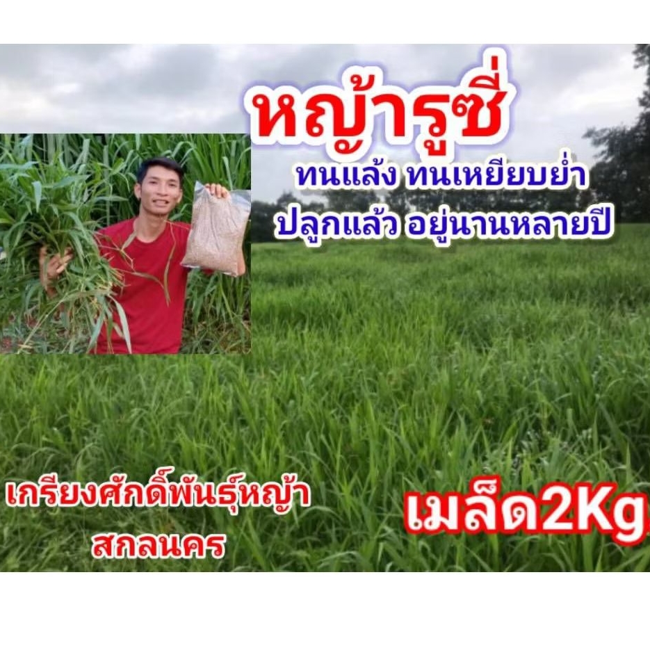 #เมล็ดหญ้ารูซี่ 2kg.พร้อมปลูกเดือน ม.ค.ปี69 #RuzyGrass #พันธุ์หญ้ารูซี่#หญ้ารูซี่เลี้ยงวัว #หญ้าลูซี่#เกรียงศักดิ์พันธุ
