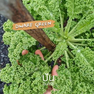 🇺🇸 เมล็ดนำเข้า เมล็ดเคล เคล เคลใบหยิก ผักเคล Curly Kale (Organic Seed) สายพันธุ์ดี คะน้าเคล จากสหรัฐอเมริกา ปันอินทรีย์