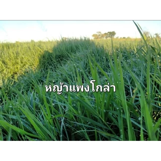 ส่งของทุกวัน!! หญ้าอัลฟาฟ่าอัดเม็ด 100% อาหาร กระต่าย หนู แกสบี้ เต่า
