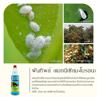 พันทิพย์ 725ซีซี (แมกนีเซียม+โบรอน) เสริมสร้างให้รากและลำต้นเจริญเติบโตได้เร็วทันใจ