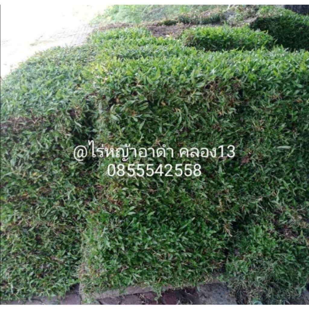 หญ้ามาเลเซีย 10 แผ่น 5 ตรม หญ้าจริงปูสนาม หญ้าจัดสวน ทนร่มเงาได้ดี ตัดสดใหม่ส่งตรงจากไร่