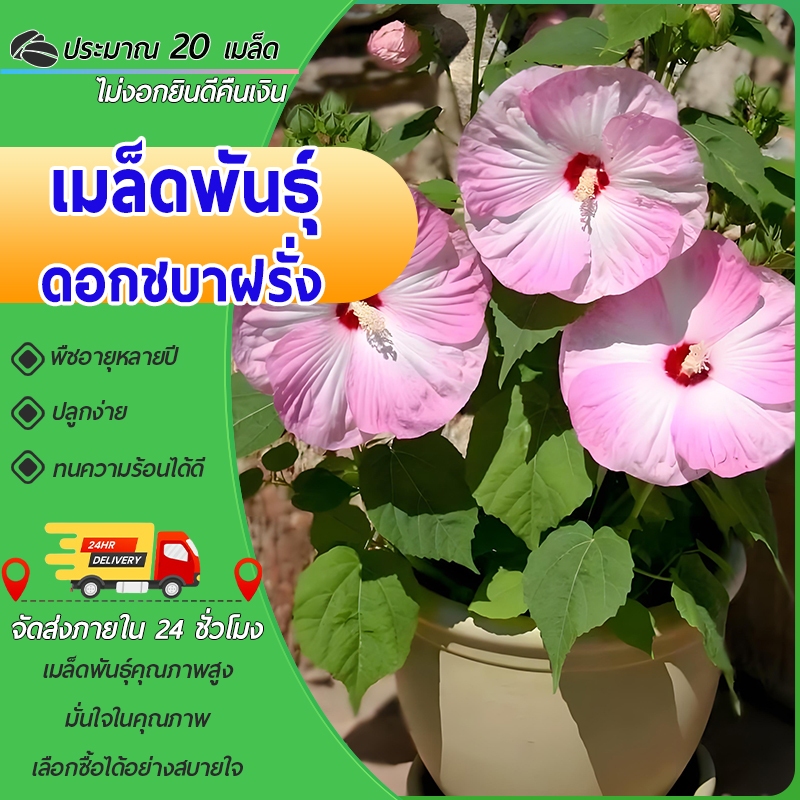 20 เมล็ด เมล็ดพันธุ์ดอกชบาฝรั่ง เมล็ดดอกชบา คละสี Hibiscus Flower เมล็ดดอกไม้ ปลูกง่าย