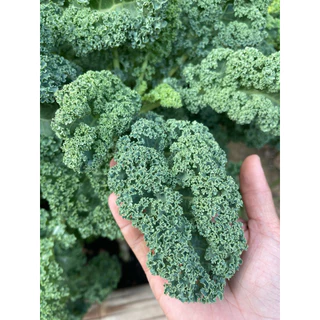 เมล็ดพันธุ์เคลใบหยิก Dwarf blue kale F1 อัตราการงอกของเมล็ด 95% เพาะง่าย ใบหยิกตรงปก สายพันธุ์ที่ปลูกในประเทศไทยได้จริง