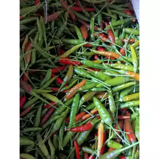 เมล็ดพริกขี้หนูสวน 30-50 เมล็ด คัดพิเศษ เพาะง่ายโตเร็ว [ซื้อ10 เเถม 1 คละได้]