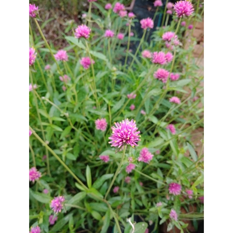 เมล็ดบานไม่รู้โรยญี่ปุ่น Firework Flower สีชมพูเข้ม ราคา ถูกที่สุด ดีลบีเคเค แกลเลอรีภาพที่ 9