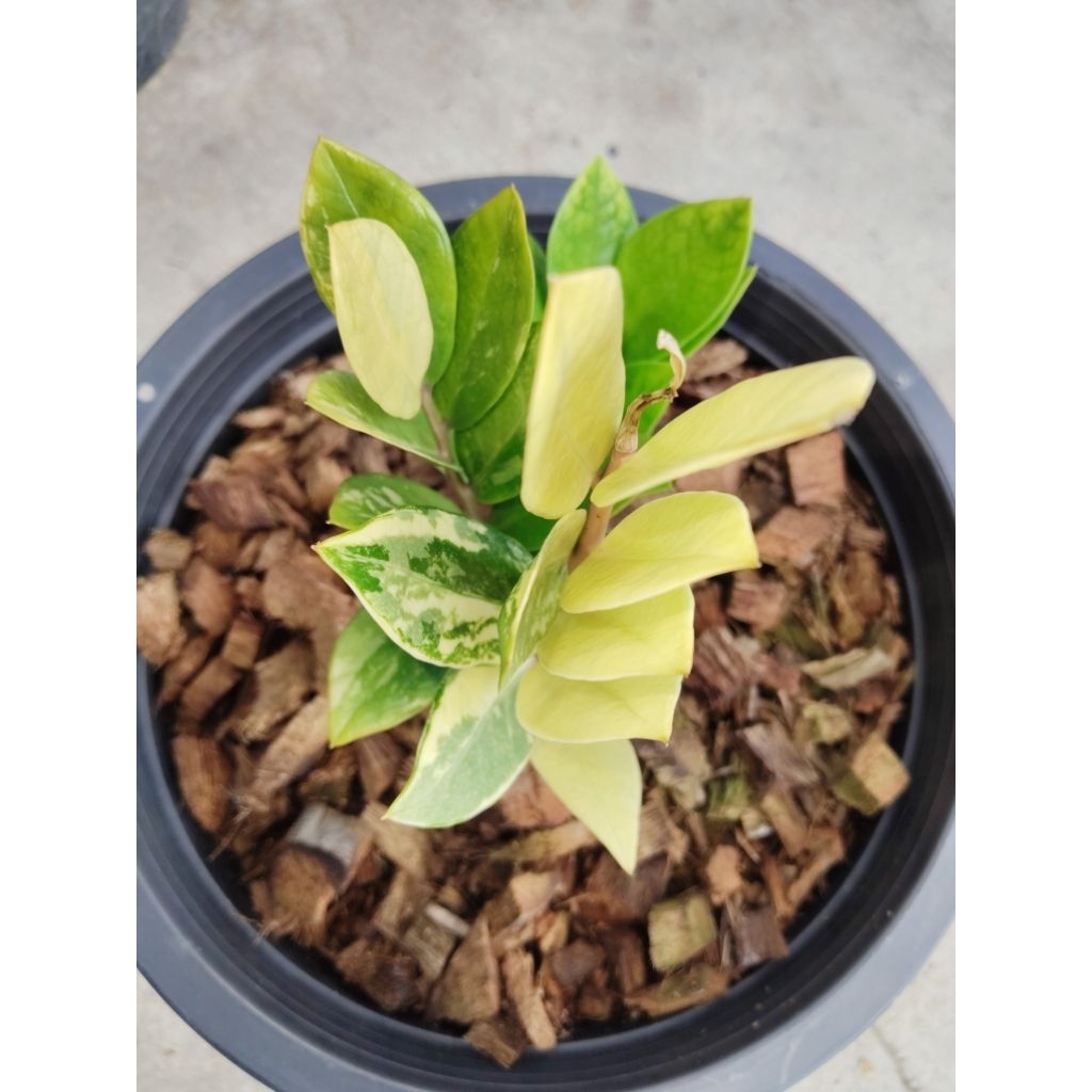 กวักมรกตด่าง  Variegated ZZ Plant หรือ Variegated Zamioculcas zamiifolia. 