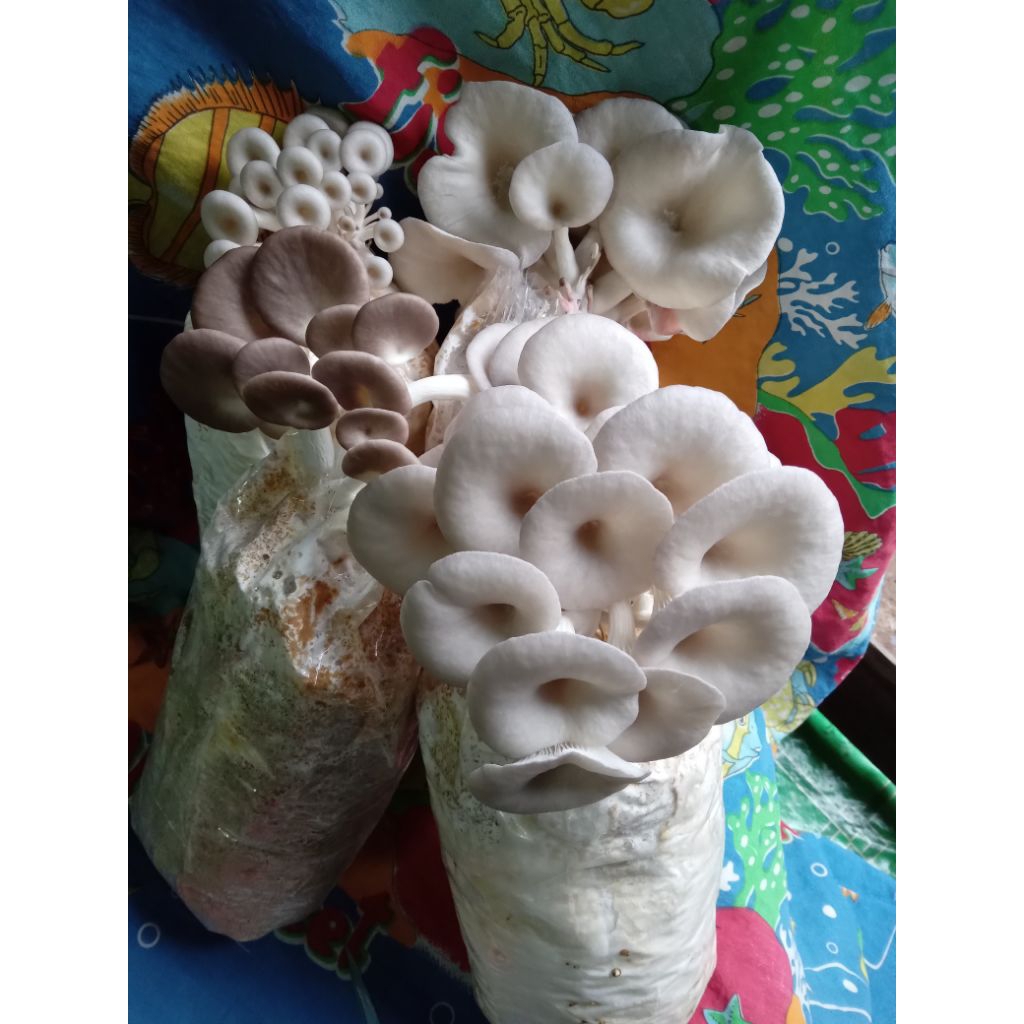 ก้อนเห็ดนางฟ้าภูฐาน (จำนวน 10 ก้อนพร้อมคู่มือการเพาะเลียง)
