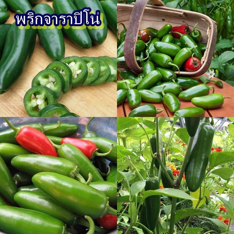 30 เมล็ด เมล็ดพริกจาราปิโน่ (รสชาติเผ็ดปานกลาง ผลสวย ผลเกลี้ยง เปลือกมันวาว ติดผลง่าย ลูกดก เผ็ดน้อย ดิบเขียว สุกแดง)