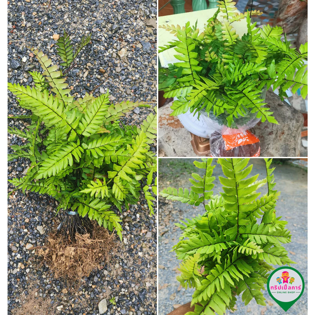 เฟิร์นก้านดำ 🌿 คัดเกรดA+ เฟิร์นก้านดำ เฟิร์นเลี้ยงตู้ปลา แถมทุกออเดอร์