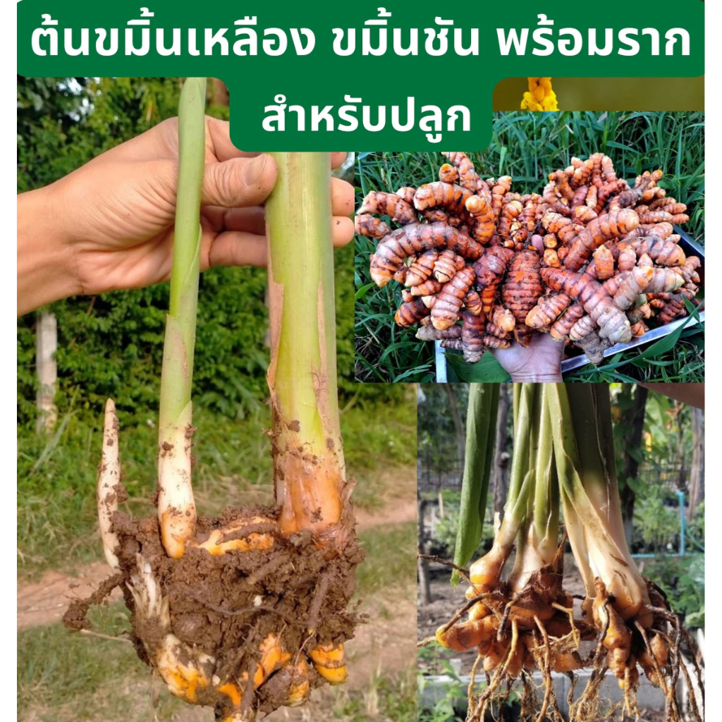 ต้นขมิ้นชัน ต้นขมิ้นเหลือง พร้อมราก ราคา ถูกที่สุด ดีลบีเคเค