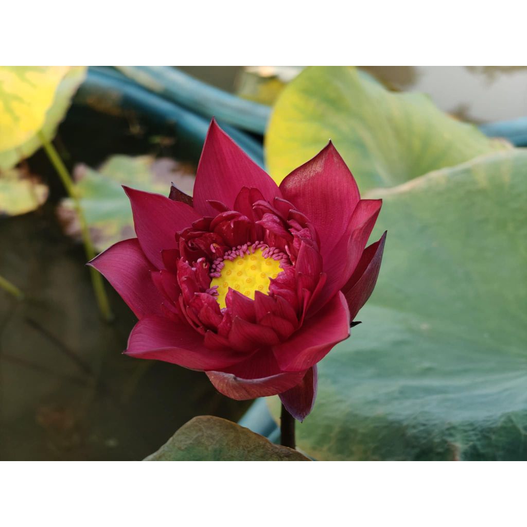 บัวหลวงBlackRed,Mohong.บัวหลวงสีแดงนำเข้า แดงที่สุดของบัวหลวงณตอนนี้ หายาก สวยดูโดดเด่นมีสง่าขายสายพันธุ์เป็นแบบไหล