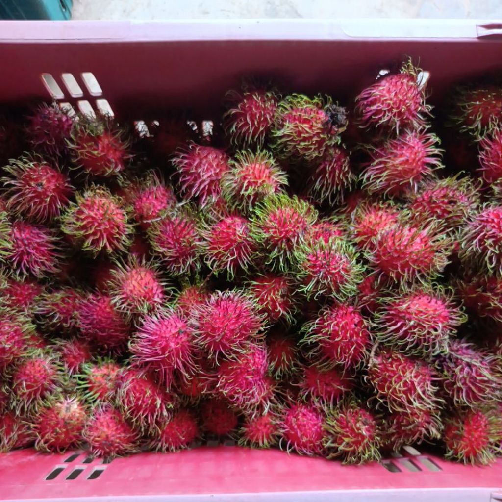 💁‍♀️พร้อมส่งจ้า💁‍♀️เงาะโรงเรียน เงาะสด ขายคละไชร์(น้ำหนักรวมกล่องนะค่ะ)