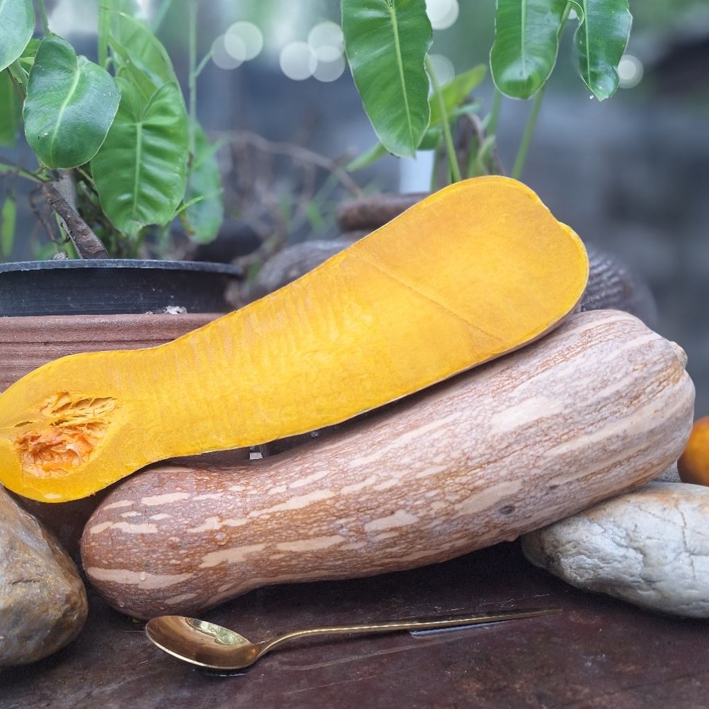 ฟักทองสายพันใหม่เงือกใบเตยเมล็ดพันธุ์พื้นเมือง