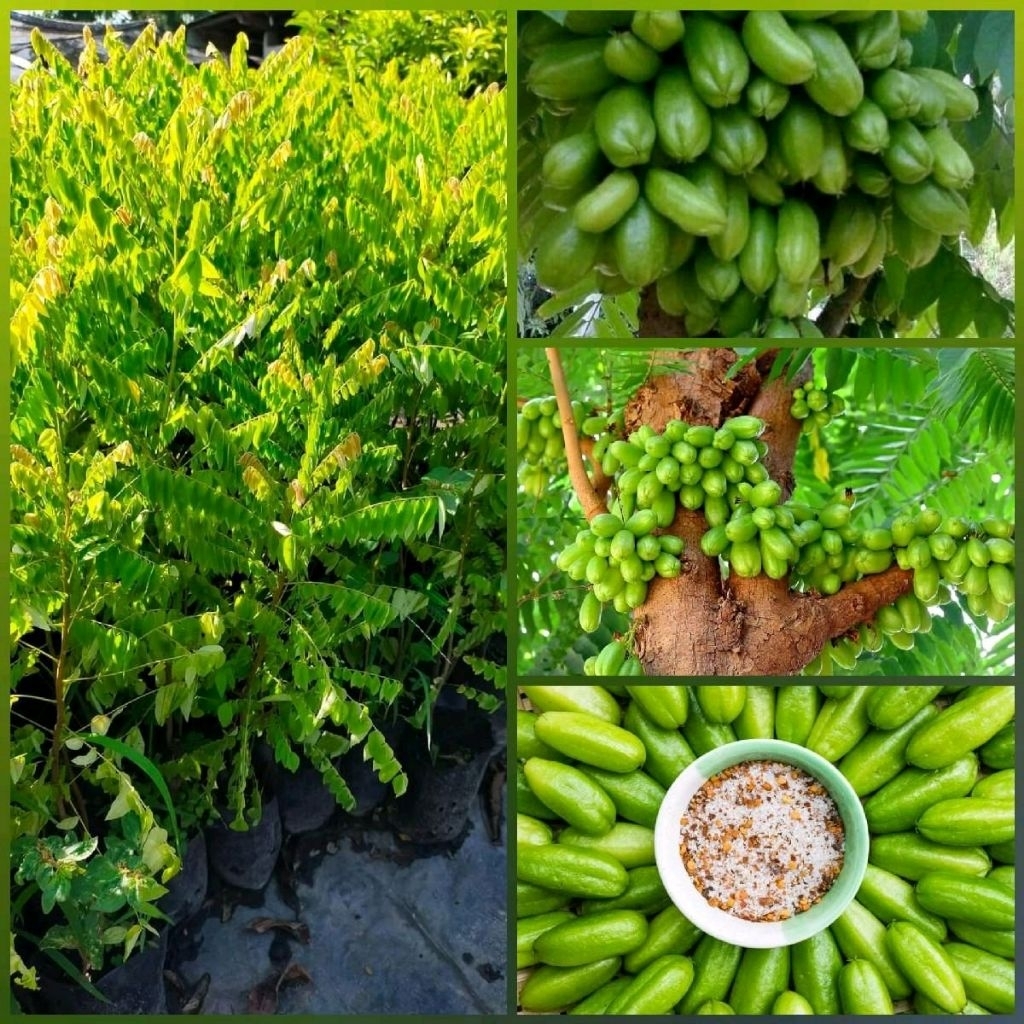 ต้นตะลิงปลิง ผลไม้รสเปรี้ยวจี๊ด ให้ผลดกต้นสมบูรณ์แข็งแรงพร้อมปลูก