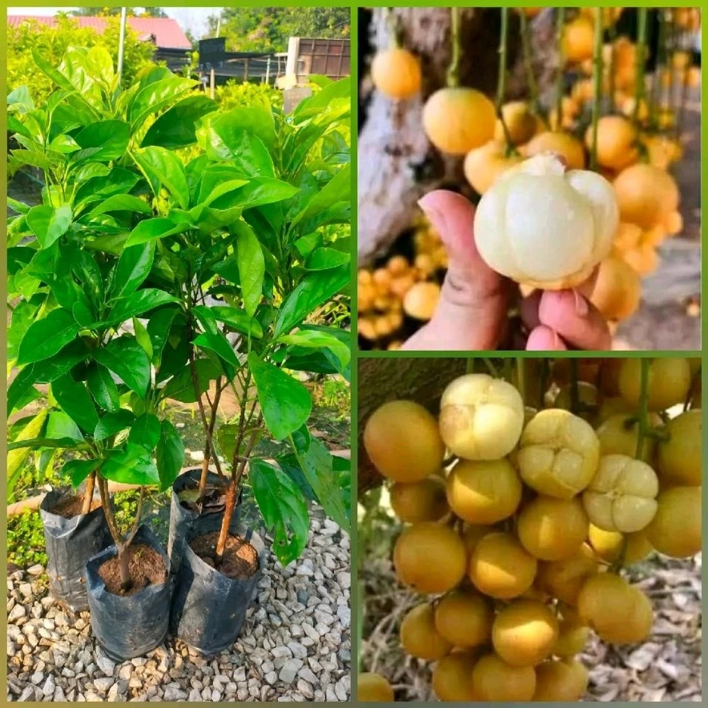 ต้นมะไฟเหรียญทองสยาม สายพันธุ์แท้ ต้นพันธุ์กิ่งตอนต้นสูง 50-70 cm รากเดินดี พร้อมปลูก