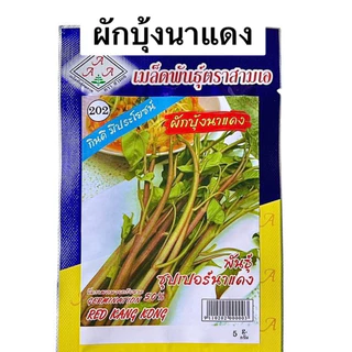 เมล็ดผักบุ้ง ต้นแดง ผักบุ้งนา ประมาณ 120 เมล็ด (5กรัม)