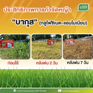 [ยกลังสุดคุ้ม] บากุส 4 ลิตร x 4แกลลอน *ของเเท้ บ.เจียไต๋ กลูโฟซิเนต แอมโมเนียม กำจัดใบแคบใบกว้างเถาเลื้อย กก ไม่ทำลายราก