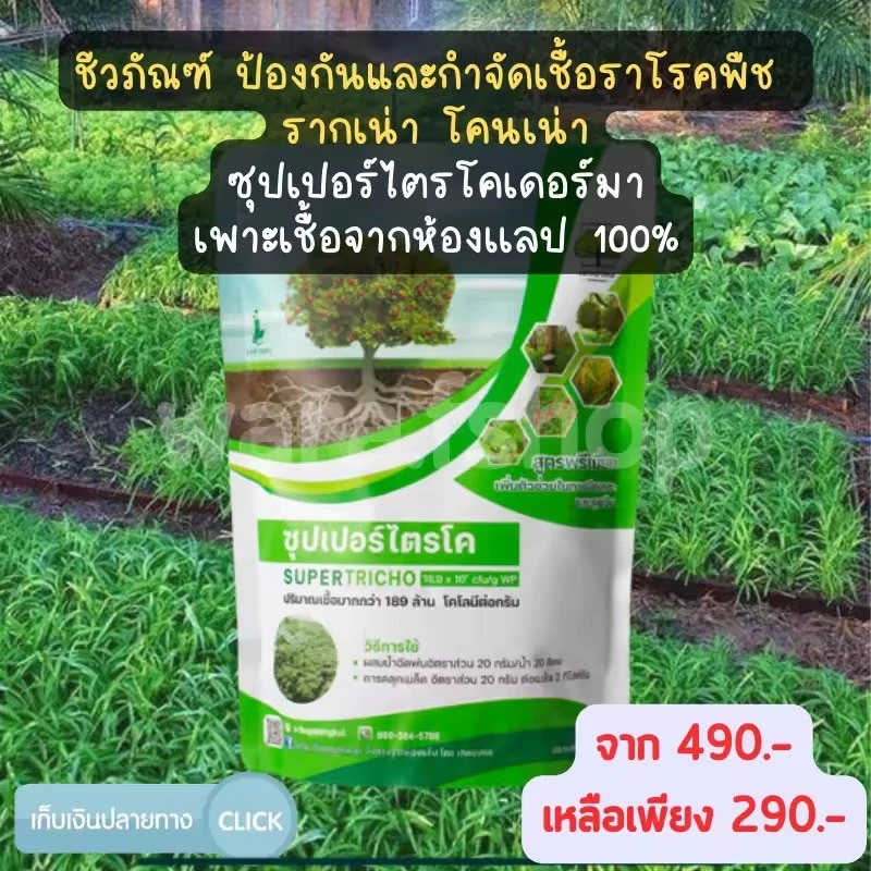 ไตรโคเดอร์มา ซุปเปอร์ไตรโค ไตรโคเดอร์มาผง (500 กรัม) ชีวภัณฑ์ ป้องกันและกำจัดเชื้อราโรคพืช รากเน่า โคนเน่า ปลอดภัย100%