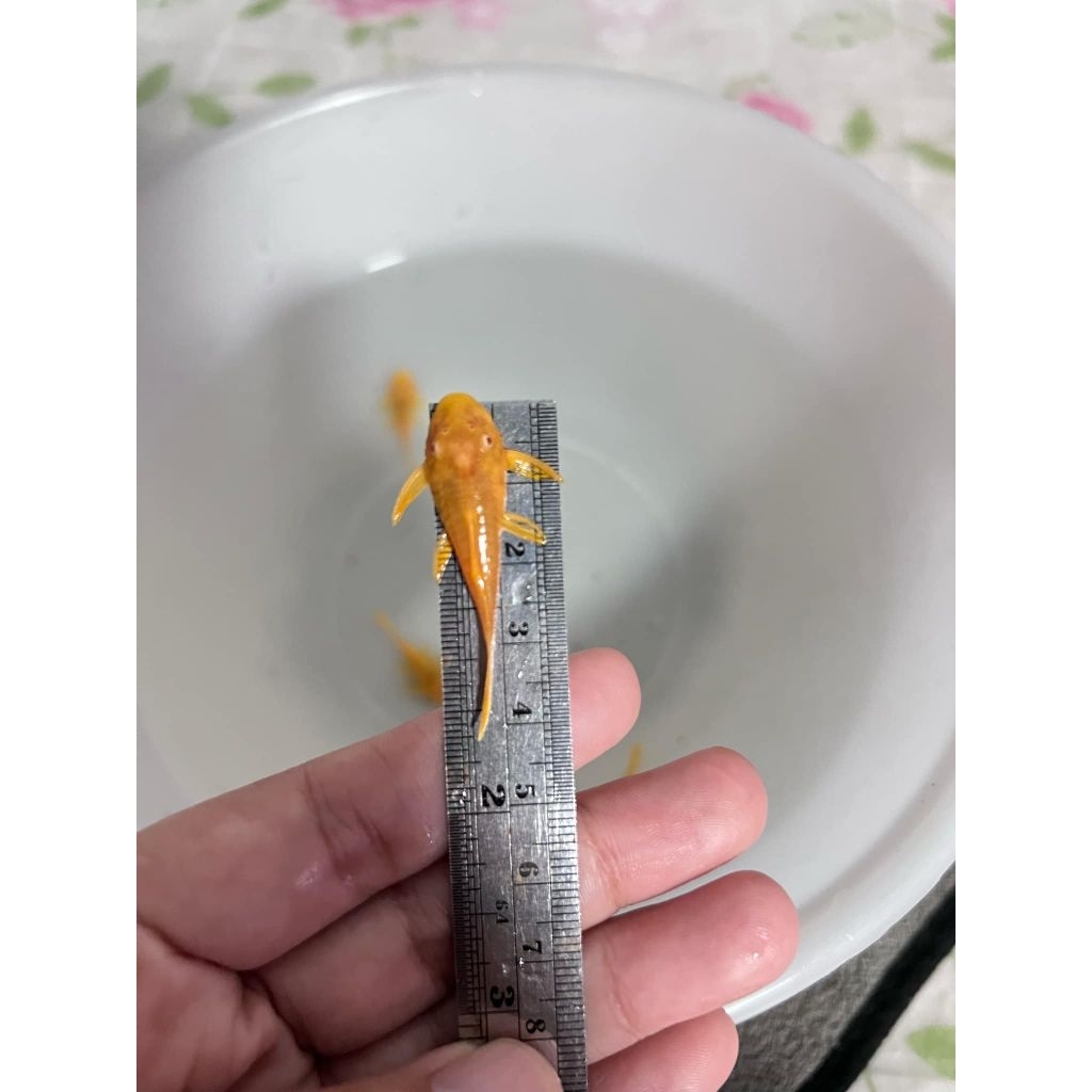 [จัดส่ง2-3วัน]อาหารปลาซัคเกอร์ L144 24K 1.5นิ้ว(4cm)