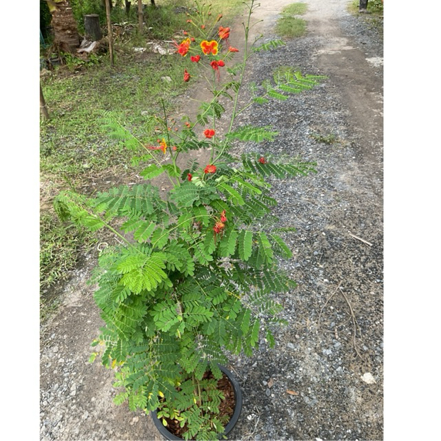 ต้นหางนกยูงสีแดง (50-70 cm)กระถาง10“