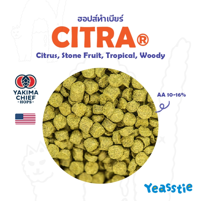 ฮอปส์ ทำเบียร์ Citra Hops Pallet 28 กรัม