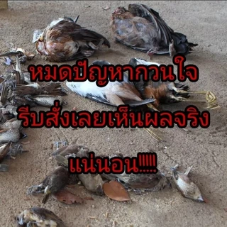 🕊️เห็นผลชัวร์100%🐦ยาเบื่อ นกพิราบ 500g ยาฆ่านกพิราบ ทำลายอวัยวะภายในตายใน 1ชม. แห้งเร็วและไม่มีกลิ่น ยากำจัดนกพิราบ