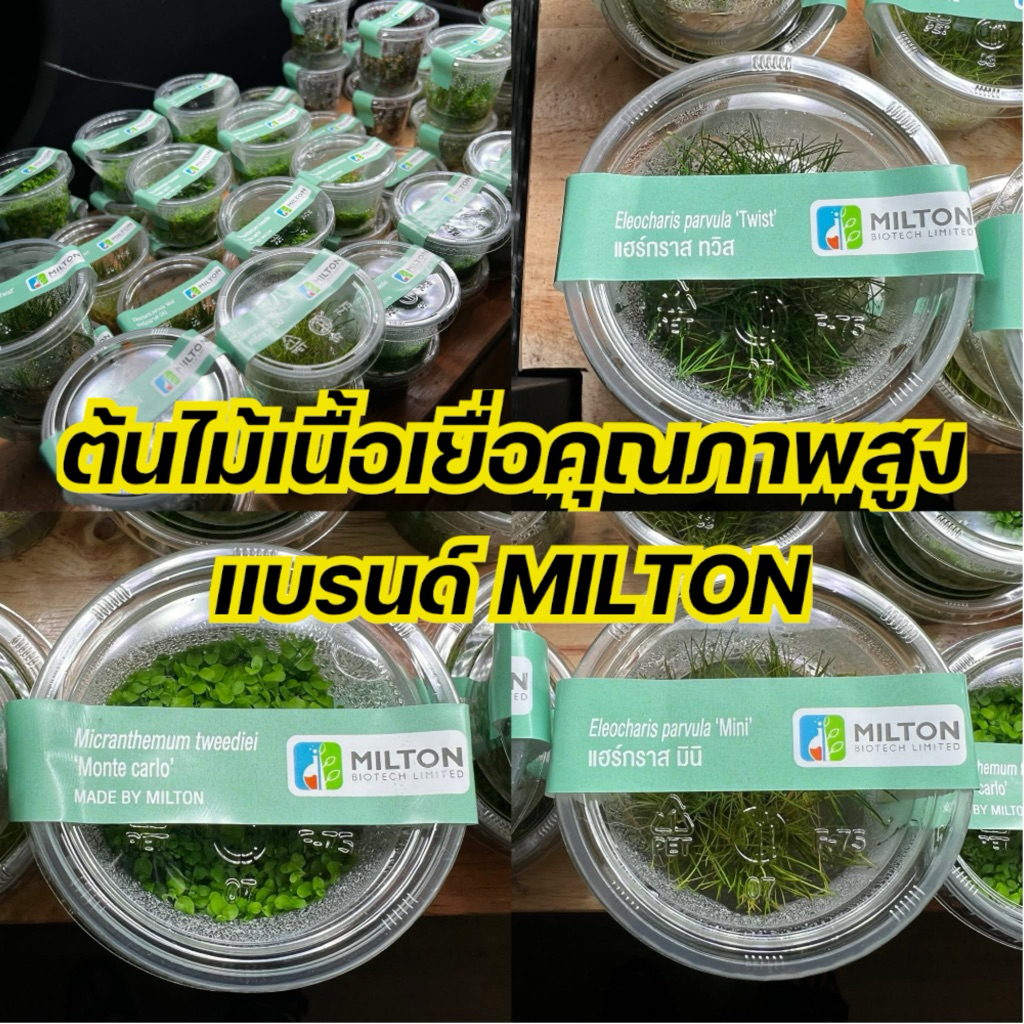 ต้นไม้เนื่อเยื่อ คุณภาพสูงจากแบรนด์ MILTON แฮร์กลาส เพิลกลาส หวีดจิ๋ว กรอสโซ rotala ludwigia ต้นไม้น้ำ | บ้านไม้น้ำ🌿