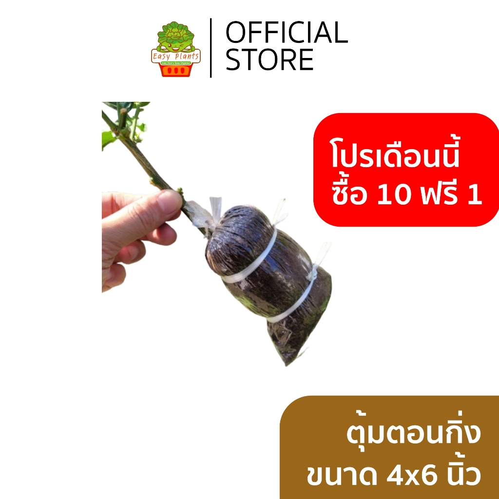 ตุ้มตอนกิ่ง ขนาดถุง 4x6 นิ้ว ซื้อ 10 ฟรี 1 ขุยมะพร้าวละเอียดผสมมูลไส้เดือนแช่น้ำยาเร่งราก พร้อมใช้