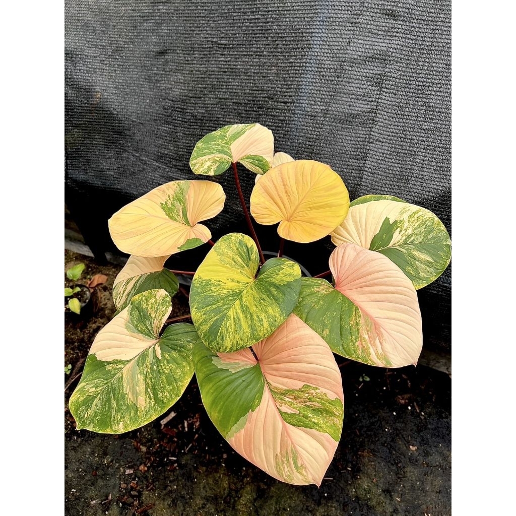 บุษราคัมด่างเหลืองพีช/กระถาง3