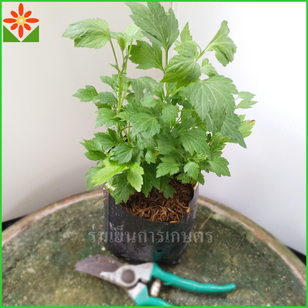 ต้นจิงจูฉ่าย ส่งพร้อมถุงเพาะ 5.5นิ้ว White mugwort ใส่ต้มเลือดหมู