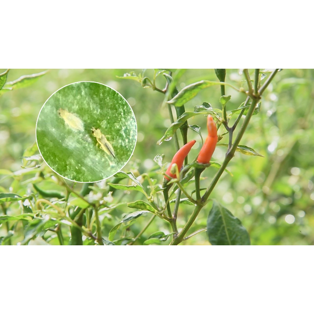 อะบาเมกติน 1.8% อีซี น้ำใส***ขายยกลัง12ขวด** สูตรเย็น ขนาด 1 ลิตร สำหรับกำจัดเพลี้ย หนอน และแมลง หลากหลายชนิด - รูปที่ 2