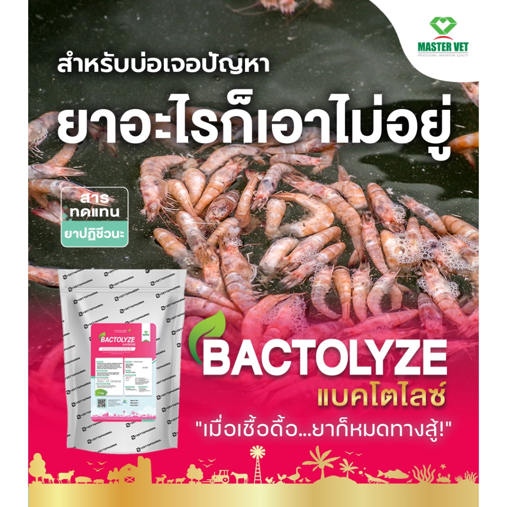 BACTOLYZE แบคโตไลซ์ หยุดเชื้อวิบริโอทั้งสีเขียวและสีเหลือง ในบ่อกุ้ง สารทดแทนยา ปลอดภัย ไม่มีสารตกค้าง แก้ขี้ขาว