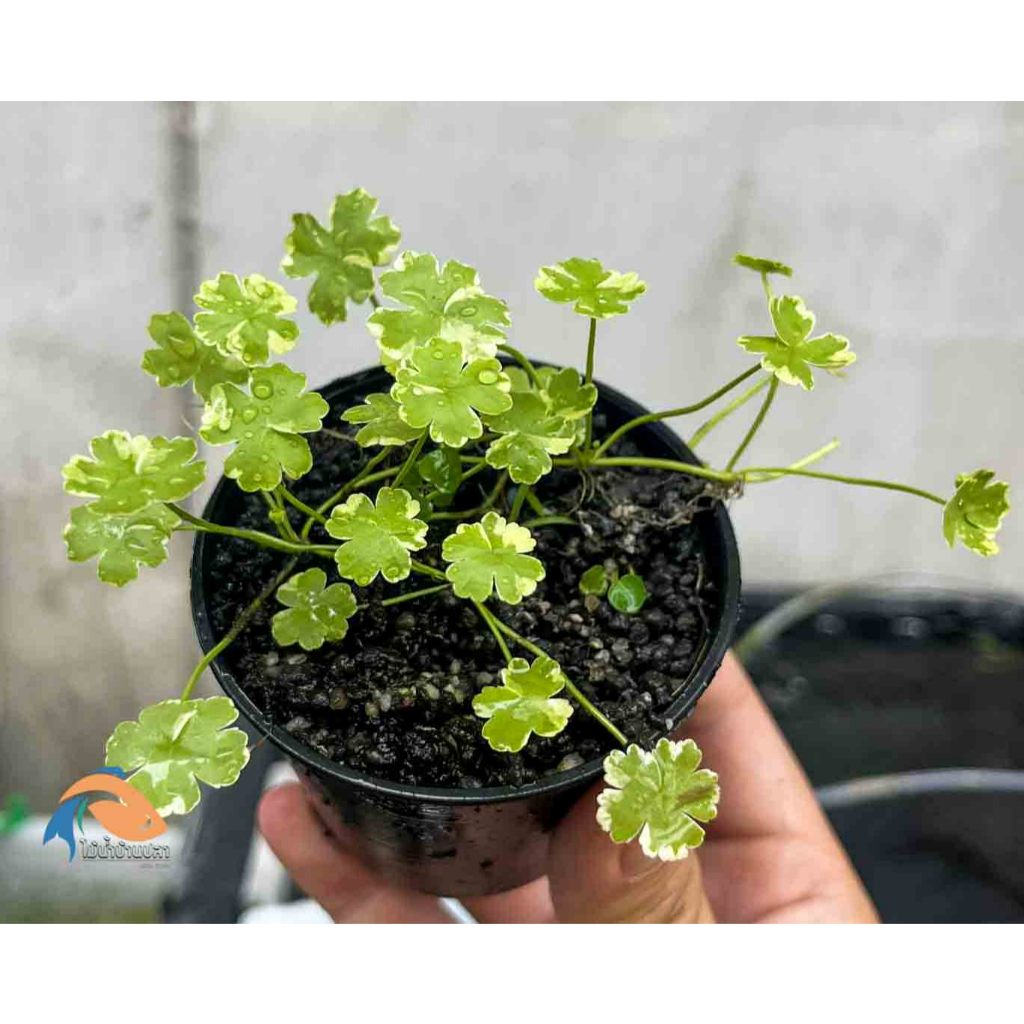 หญ้าก้นหอย ด่าง Hydrocotyle sibthorpioides variegata (ขาย1เส้นยาว 5-6.CM)