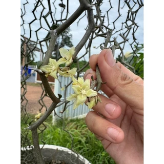 Decarya madagascariensis ซิกแซก .Rare Item,ไม้หายาก,ไม้สะสม มีกิ่งตัดสดให้ลองชำค่ะ
