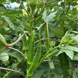 เมล็ดพันธุ์กระเจี๊ยบเขียว 40-100 เมล็ด งอกเร็ว โตไว ปลูกง่ายในดินทั่วไป (ซื้อ 10 แถม 1)