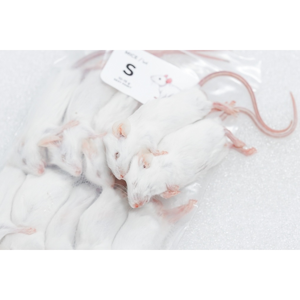 หนูแช่แข็ง Mice อาหารสำหรับงูเล็ก – กลาง จำหน่ายปลีกและส่ง มีหลายขนาด SIZE XXS-L ราคา ถูกที่สุด ดีลบีเคเค แกลเลอรีภาพที่ 7