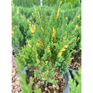 สนแซมทอง ทรงพุ่มแน่น ใบสีเขียวอมทอง สวยงามตลอดปี