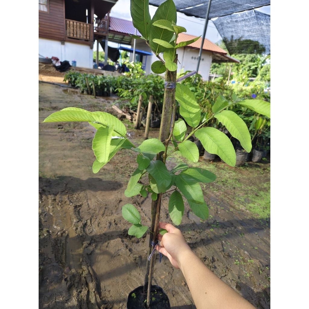 ฝรั่งกิมจู กิ่งตอน ต้นละ97บาท