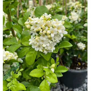 แก้วพวงดวงใจ ดอกเป็นพวงใหญ่ สวยและหอมมาก Murraya, Orange Jasmine