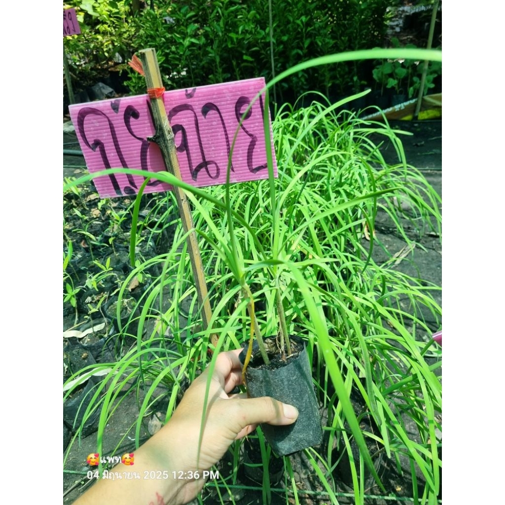 ต้นกุ่ยช่าย 1 ถุงดำเล็ก ผักกินได้ประกอบอาการได้ปลูกครั้งเดียวขยายกอไปเรื่อยๆ