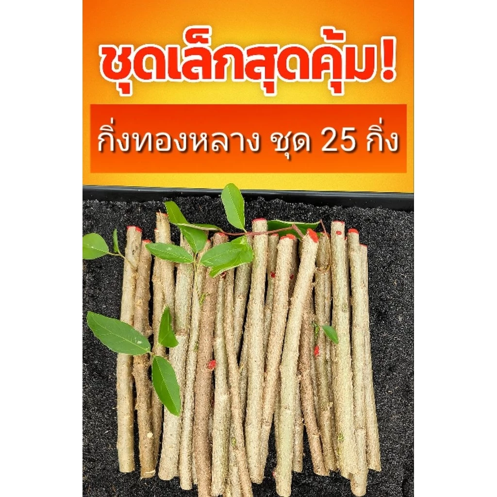 ชุดเล็กสุดคุ้ม! กิ่งทองหลางก้านแดง ชุด 25 กิ่ง