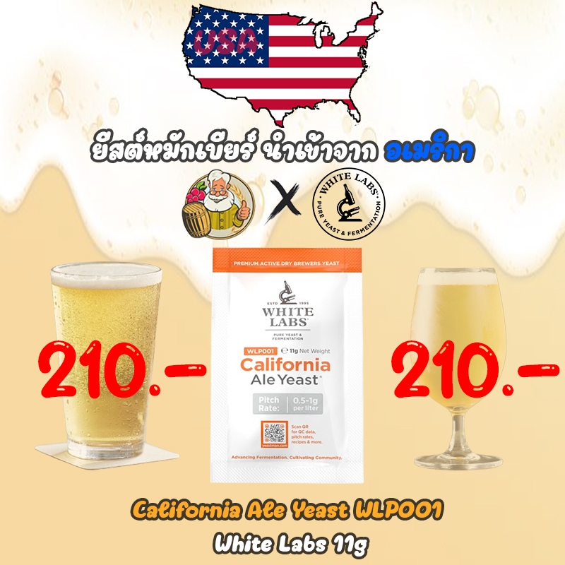[White Labs - Exp 09-2025] ยีสต์หมักเบียร์ California Ale Yeast® WLP001 White Labs 11g  #ทำเบียร์  #beer