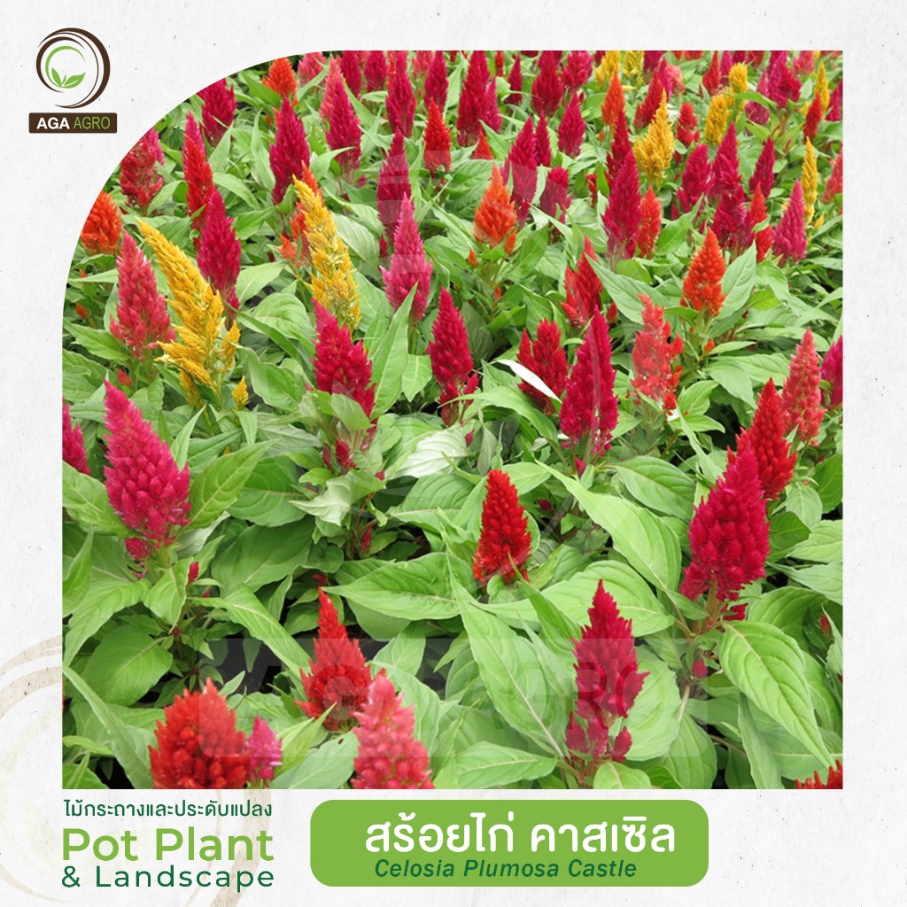 AGA AGRO I "สร้อยไก่ คาสเซิล" พันธุ์กึ่งสูง ช่อดอกอวบ-100เมล็ด-Celosia Plusmosa Castle