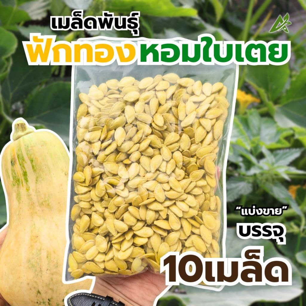 เมล็ดพันธุ์ฟักทองหอมใบเตย ลูกใหญ่ เนื้อแน่น กลิ่นหอมใบเตย