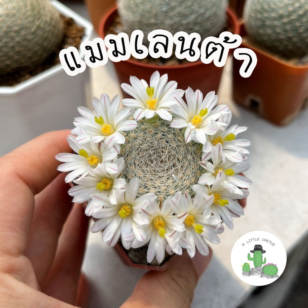 A Little cactus | แมมเลนต้า แคคตัส กระบองเพชร